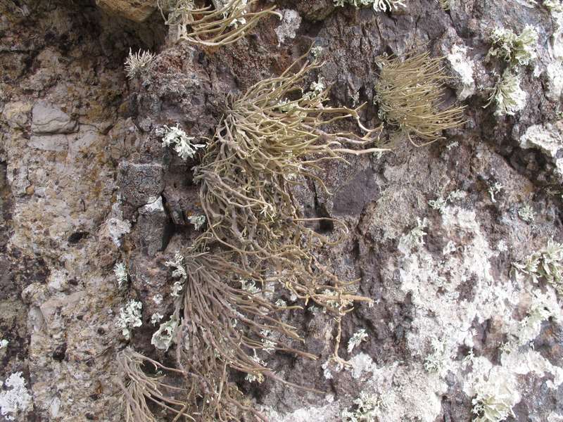 [Roccella allorgei]
